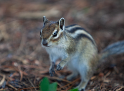 Tamias sibiricus