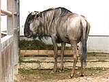 Голубой гну (Connochaetes taurinus), вид внесён в Красную книгу МСОП