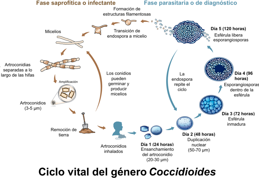 Ciclo vital del género Coccidioides