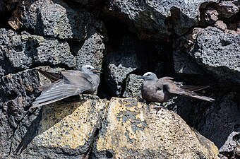 A. s. galapagensis, endemic to the Galápagos Islands, Ecuador