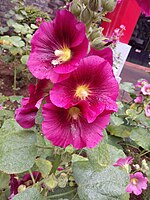 Alcea sp. Closer look at the flower