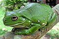 Una rana arbórea australiana (Litoria caerulea), por en:LiquidGhoul.