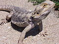 enlanda barba agamo (Pogona vitticeps)