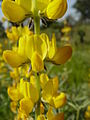 Lupinus luteus