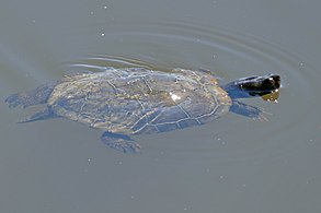 swimming