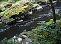 Walker's view of Strid Wood