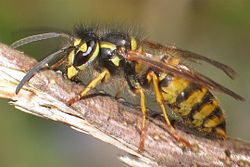 Almindelig gedehams (Vespula vulgaris)