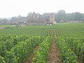 Viñedos do Château Vougeot, na Borgoña, Francia.