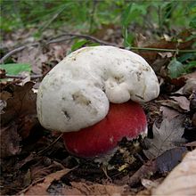 Ergoto (Boletus satanas)