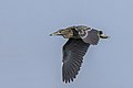 Juvenile in flight, Cyprus