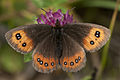 Zomererebia (Erebia aethiops)