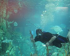 A diver in the Caribbean Reef exhibit tank.