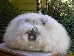 Angora inglés