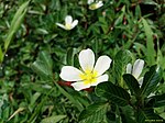 Ludwigia adscendens