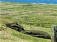 Moai couché sur les flancs du Rano Raraku.