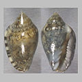 Marginella carquejai Praia Amélia, Namibe Angola