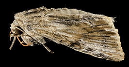 Spodoptera eridania