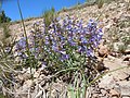 Penstemon radicosus