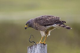 Roadside hawk (Rupornis magnirostris griseocauda) eating speckled racer (Drymobius margaritiferus) (SDG 15)