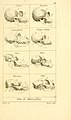 Tableau comparatif des crânes de plusieurs mammifères, dont certains primates, par Georges Cuvier (1797).