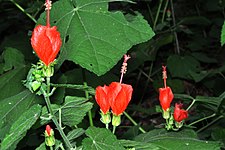 Turkcap (Malvaviscus arboreus var. drummondii) San Jacinto County