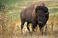 El bisonte americano (Bison bison), también denominado erróneamente búfalo, y —palabra en desuso— cíbolo, es un gran bovino que solía habitar en las planicies del norte de México, los Estados Unidos, y Canadá en grandes manadas, abarcando desde el Gran Lago del Esclavo hasta México y desde el este de Oregón hasta los montes Apalaches. Existen dos subespecies: el bisonte de planicie (B. b. bison) y el bisonte de bosque (B. b. athabascae) de Canadá. Por Jack Dykinga.