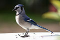 Blue jay