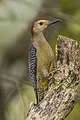 El cheje (Melanerpes aurifrons) es una especie de ave piciforme, perteneciente a la familia Picidae, subfamilia Picinae, del género Melanerpes. Es común encontrarlas en los bosques o ciudades. Utiliza su pico el cual golpea contra el tronco para buscar sus alimentos. Se distribuyen mayormente en el sureste de México, Guatemala y Honduras. Por Charlesjsharp.