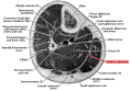 Cross-section through middle of leg. Tendon of plantaris is located between soleus and gastrocnemius.