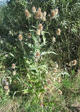 Dipsacus fullonum