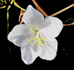 Bauhinia acuminata (Fabaceae)