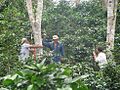 Vigilància del carboni en una plantació de cafè al Perú.