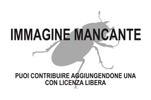 Immagine di Agrilozodes mancante