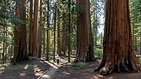 Giant sequoia grove