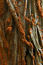 Trentepohlia aurea var. polycarpa grows prolifically on Monterey Cypress trees at Point Lobos, California