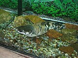 Лягушковый клариевый сом (Clarias batrachus)