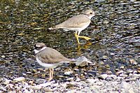 Long-billed Plover