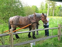 Cheval présenté de profil dans un décor rural, presque totalement harnaché, des hommes autour de lui.