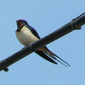 Domhirundo