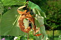 Extatosoma tiaratum