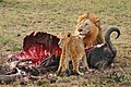 Un león y un cachorro devorando un búfalo cafre. Amenazados por la deforestación, la caza y el cambio climático, el león es una especie en estado de conservación vulnerable, sufriendo una escasez de alimento crónica: estos félidos pueden llegar a comer más de siete kilogramos de carne al día. Por Lucag.