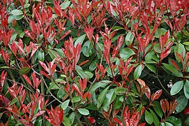 Photinia x fraseri, popular pelo colorido vermelho dos seus rebentos.