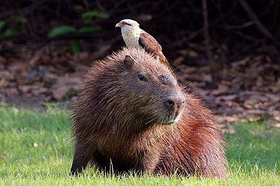 Yellow-headed caracara on capybara M. chimachima,H. hydrochaeris Brazil