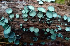 Chlorociboria (Helotiaceae)