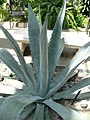 Agave americana var. americana