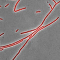 Bacillus subtilis stained with Nile red as a membrane dye (shown in red). This strain grows partly as cell chains, so a membrane dye may be useful to distinguish internal cell boundaries.