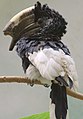 Black-and-white-casqued Hornbill