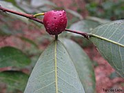 Ripe fruit