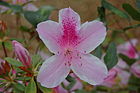 Azalea, Georgia's state flower