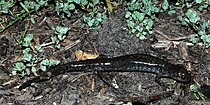 Small-mouthed salamander (Ambystoma texanum) in Liberty County